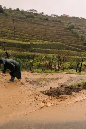 Vinhas atingidas em Mesão Frio podem afetar rendimento dos agricultores